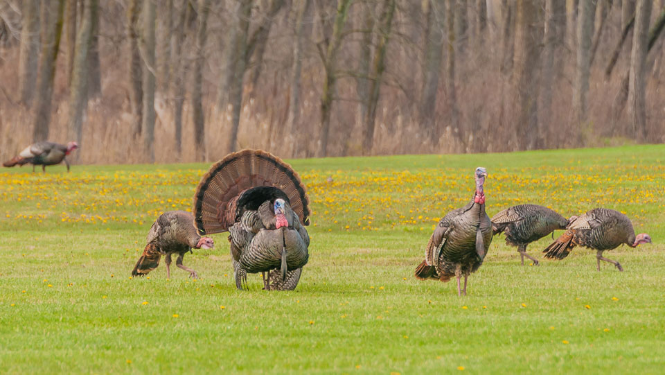 Turkey hunt dates for Midwest Whitetail Adventures.