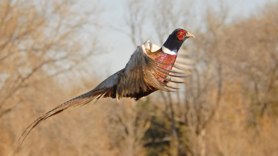 Pheasant Gallery