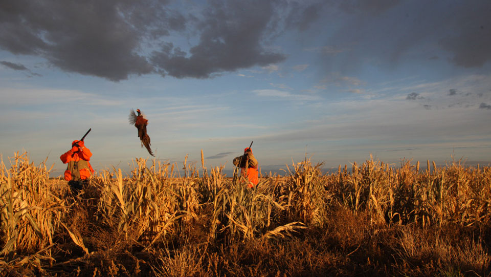 Pheasant hunts in Northeastern Kansas.
