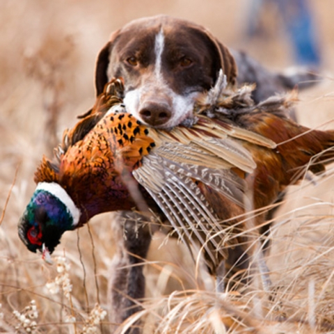 upland-gun-dog-with-bird_0 Pheasant hunts with our professional hunting guides in Kansas.