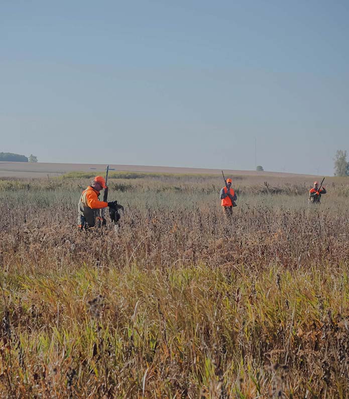 ks-pheasant-hunts Pheasant Hunts in Kansas