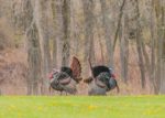 Wild Turkey hunts in Republican Valley Kansas!