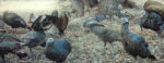 Turkey hunts - Kansa