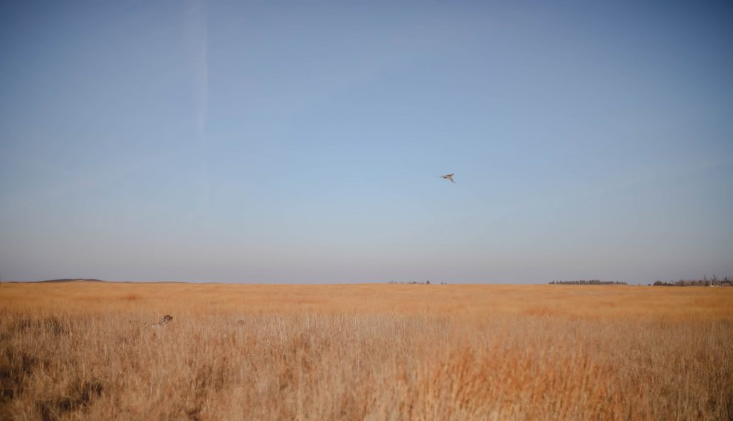 kansas-pheasant-hunt-gallery-14