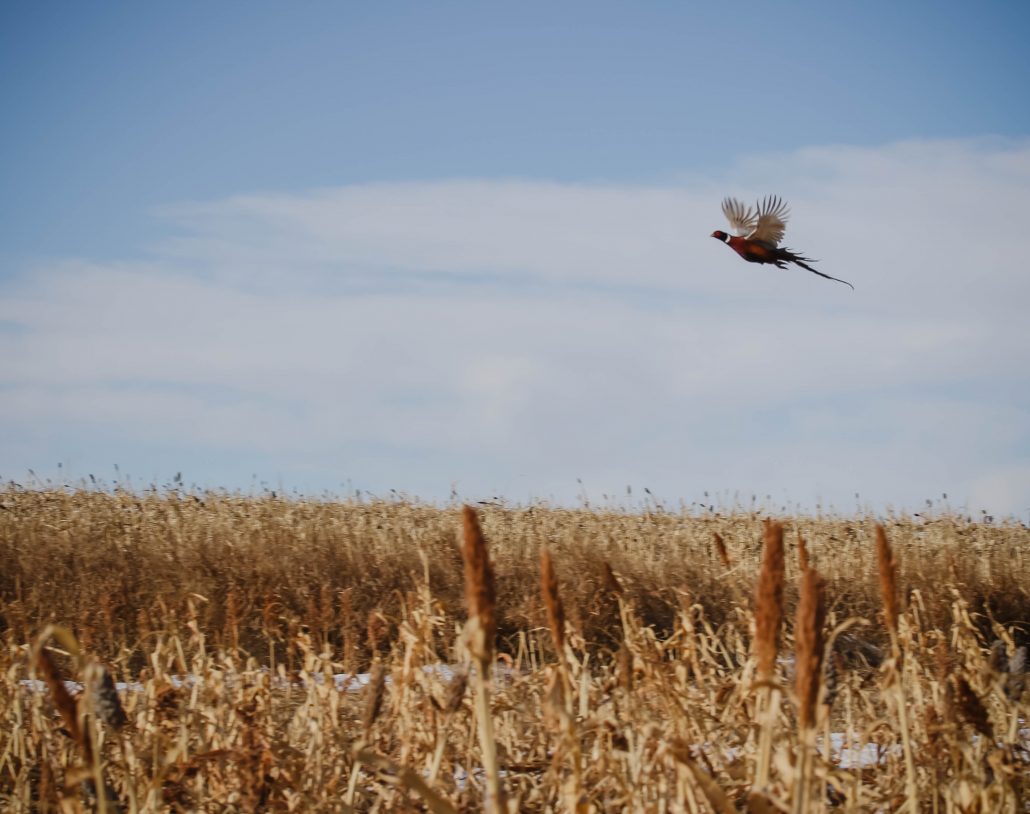 kansas-pheasant-hunt-gallery-17