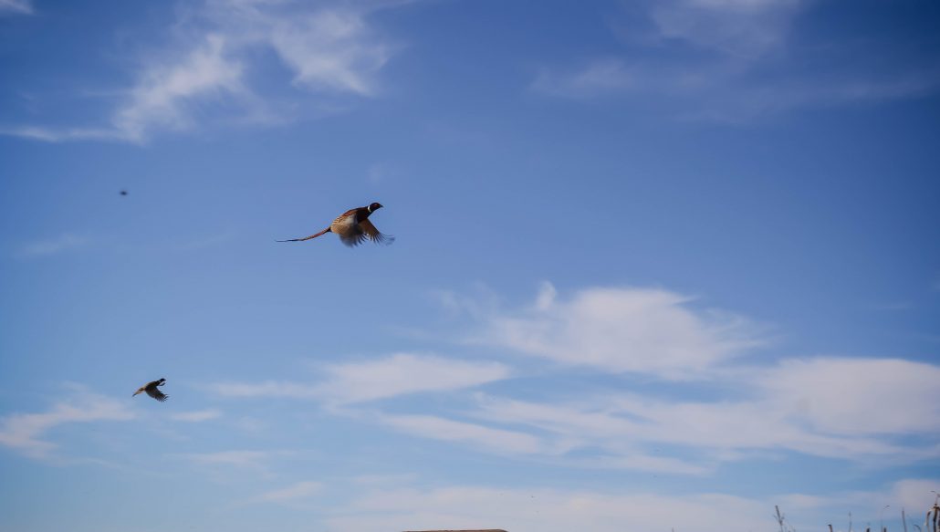 kansas-pheasant-hunt-gallery-3