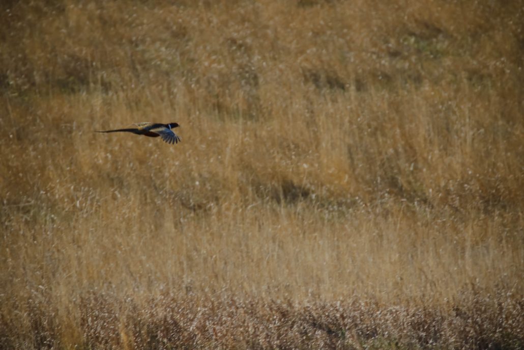 kansas-pheasant-hunt-gallery-4