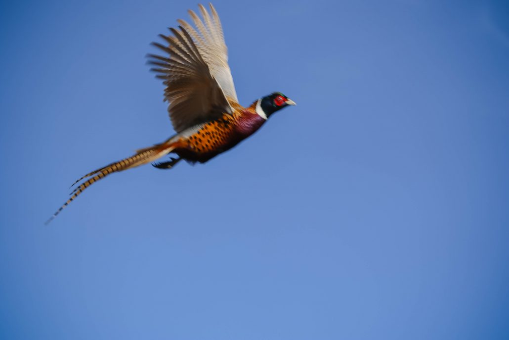 kansas-pheasant-hunt-gallery-5