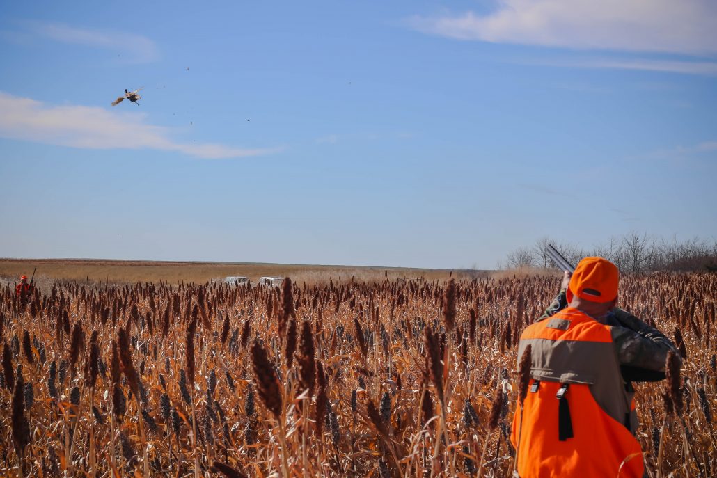 kansas-pheasant-hunt-gallery-9