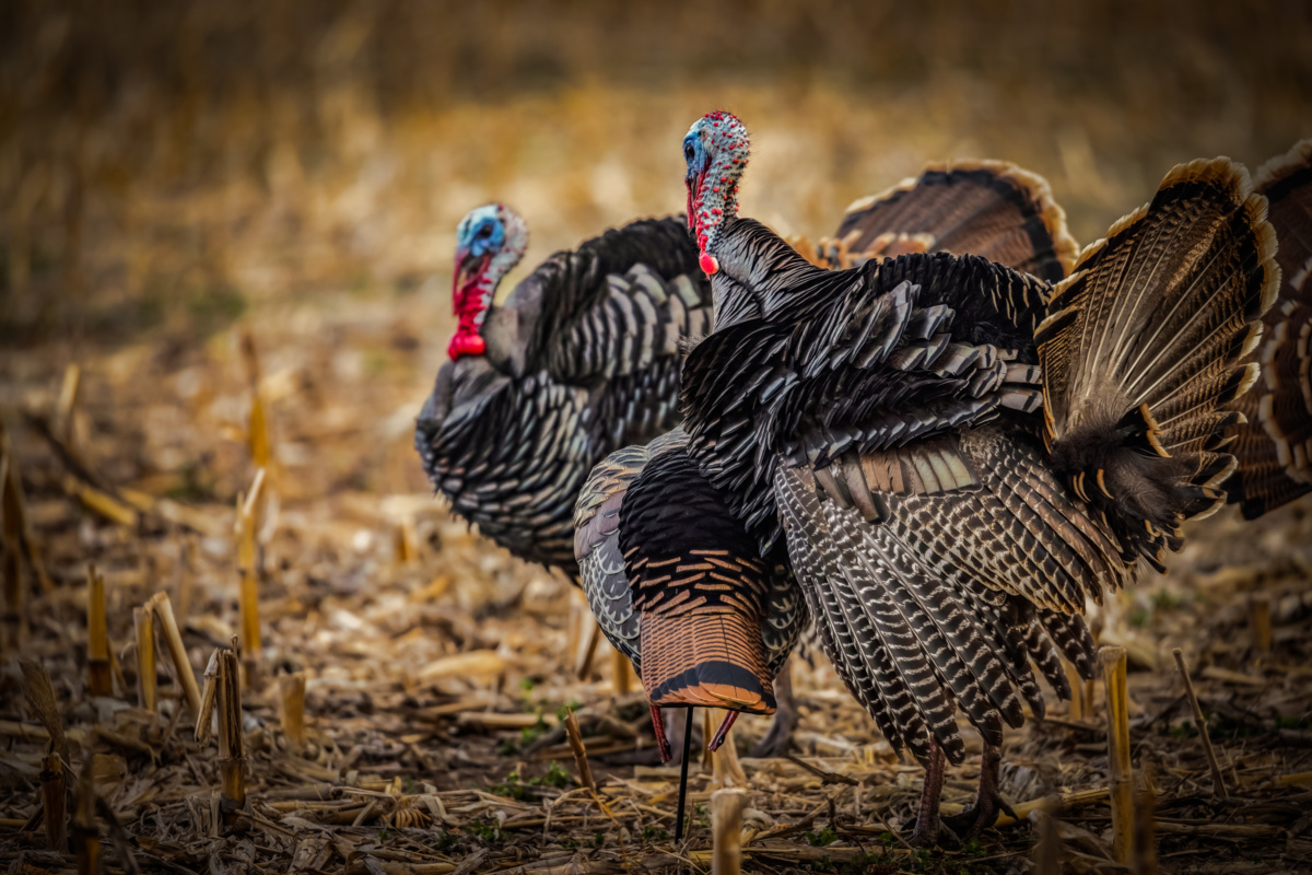 Turkey hunt dates for Midwest Whitetail Adventures.